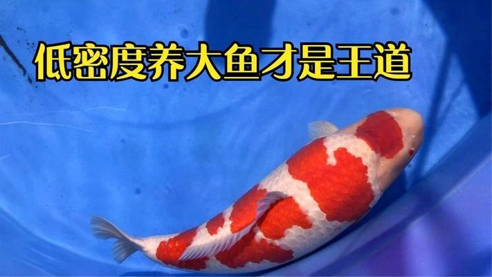 錦鯉魚最佳飼養(yǎng)密度是多少：如何確定錦鯉的最佳飼養(yǎng)密度 其他寵物 第1張