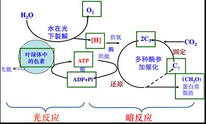 光合細(xì)菌的作用原理：光合細(xì)菌與綠色植物的區(qū)別 其他寵物 第5張