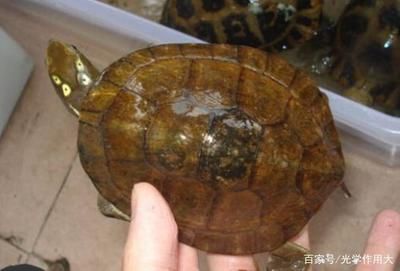 眼斑鯛專用飼料配方研究：眼斑鯛專用飼料配方的優(yōu)化技術(shù) 其他寵物 第5張