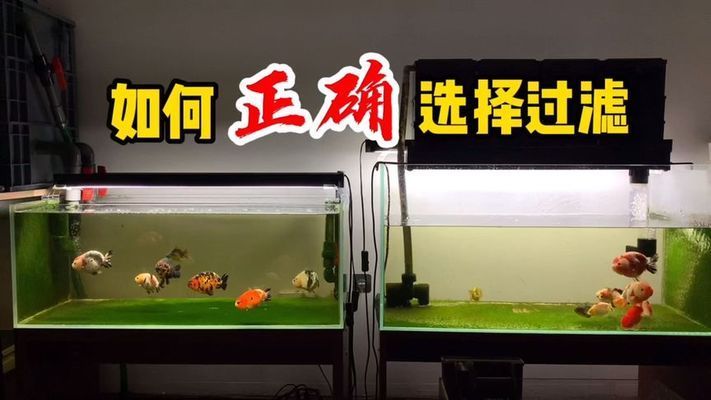 幼魚專用過濾器選擇技巧：幼魚專用過濾器 其他寵物 第4張