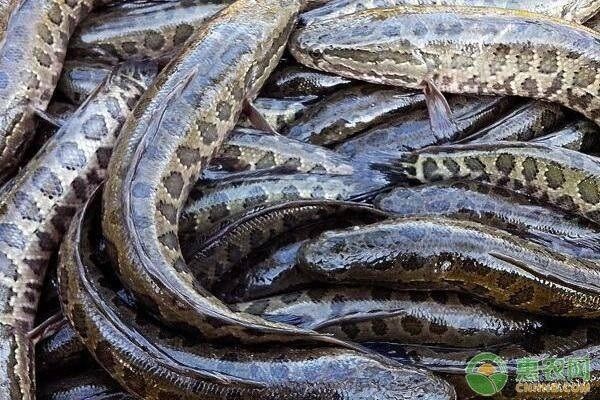 魚(yú)苗喂食后剩余處理方法：魚(yú)苗喂食后剩余的飼料如何處理 其他寵物 第2張