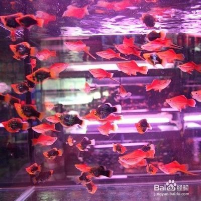 紅劍魚繁殖后水溫調(diào)控：紅劍魚繁殖后水溫調(diào)控方法 其他寵物 第4張