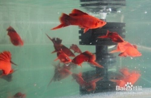 紅劍魚繁殖后水溫調(diào)控：紅劍魚繁殖后水溫調(diào)控方法 其他寵物 第2張