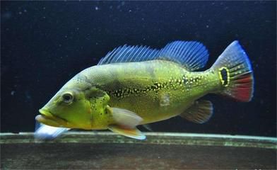 申古三間魚飼料防蟲害技巧：申古三間魚飼料天然驅(qū)蟲成分研究，飼料防蟲害的自然方法 其他寵物 第5張