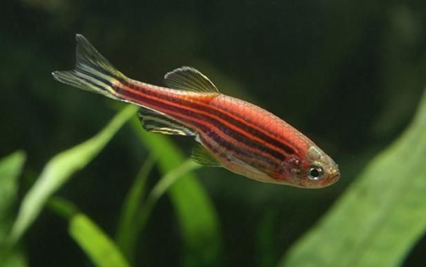 斑馬魚飼料殘留處理方法：斑馬魚飼料殘留處理方法是確保水質(zhì)安全的重要環(huán)節(jié)