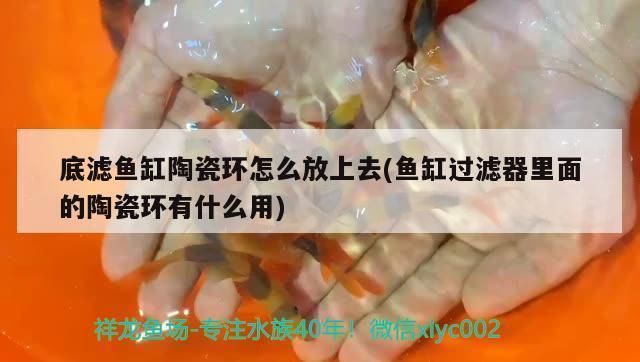 三間鼠魚適合的濾材選擇：三間鼠魚濾材布置技巧 其他寵物 第5張