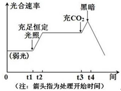 水生植物光合作用最佳光照時(shí)長：水生植物光合作用的最佳光照時(shí)長 其他寵物 第5張