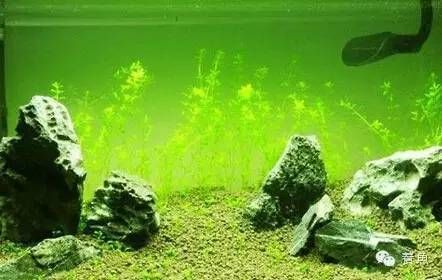 水族箱造景中底砂的選擇技巧 其他寵物 第4張