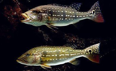 申古三間魚飼料選購技巧：如何自制申古三間魚飼料，申古三間魚飼料營養(yǎng)成分表解讀