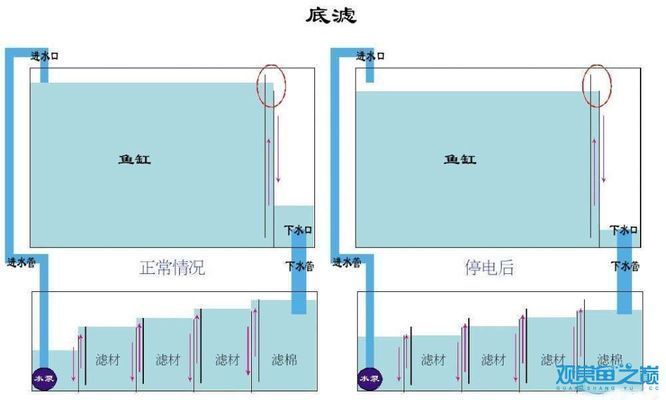 底濾與上濾的優(yōu)缺點(diǎn)對(duì)比：如何選擇魚(yú)缸過(guò)濾系統(tǒng) 其他寵物 第2張