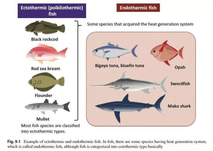 魚類對水溫適應性研究：種類對水溫的適應性研究 其他寵物 第2張