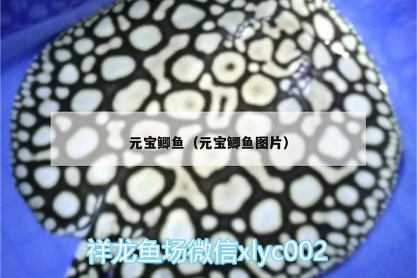 元寶鯽適應新水質的技巧：元寶鯽水質適應期多久 其他寵物 第2張