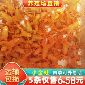 如何選擇招財戰(zhàn)船魚幼魚飼料：如何為招財戰(zhàn)船魚幼魚選擇合適的飼料 其他寵物 第2張