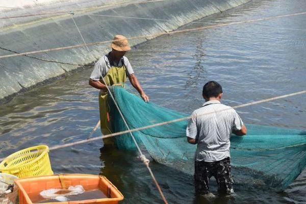 泰龐海鰱魚仔魚飼料細膩度要求：泰龐海鰱魚仔魚的飼料細膩度要求是確保其健康成長的關(guān)鍵因素之一