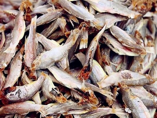 泰龐海鰱魚仔魚飼料細膩度要求：泰龐海鰱魚仔魚的飼料細膩度要求是確保其健康成長的關(guān)鍵因素之一