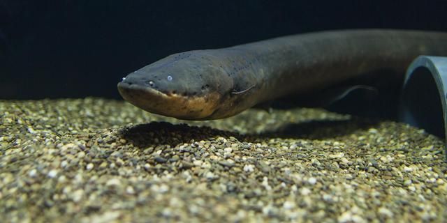 如何提高一眉道人魚的食欲：一眉道人魚飼料選擇指南，一眉道人魚飼養(yǎng)密度標準