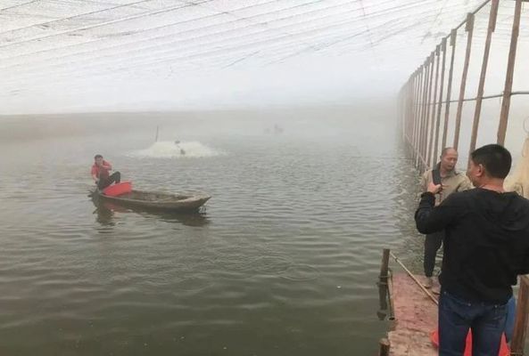 魚苗飼料維生素添加量：魚苗飼料中維生素添加量對魚類健康生長和健康至關重要 其他寵物 第1張