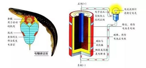 象鼻魚發(fā)電器官與其他電魚比較：象鼻魚發(fā)電器官與其他電魚發(fā)電器官的區(qū)別 其他寵物 第2張