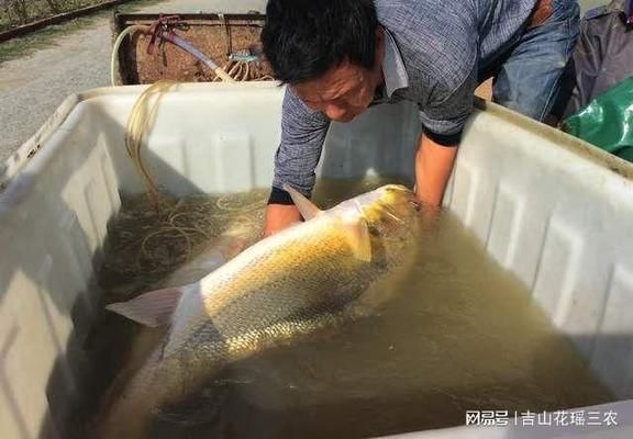 黃唇魚(yú)與朱巴利魚(yú)飼料差異：關(guān)于黃唇魚(yú)與朱巴利魚(yú)的飼養(yǎng)經(jīng)驗(yàn)推測(cè)出一些可能的差異