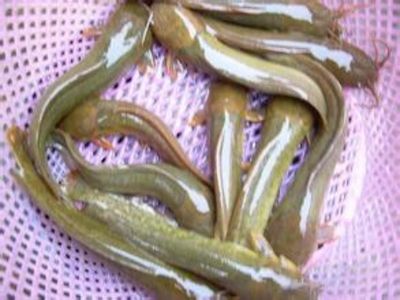 羽毛刀魚苗飼料轉(zhuǎn)化效率研究：羽毛刀魚苗的飼料轉(zhuǎn)化效率是養(yǎng)殖業(yè)中的關(guān)鍵指標(biāo) 其他寵物 第2張