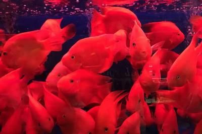 鸚鵡魚飼料選擇指南：鸚鵡魚的飼料選擇指南 其他寵物 第4張