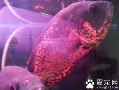 龍魚要死了：龍魚死亡的原因有哪些 水族問(wèn)答 第2張