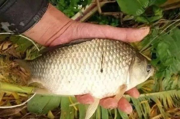 魚(yú)飼料顏色變化的原因：魚(yú)飼料的顏色變化可能與多種因素有關(guān)，魚(yú)飼料顏色變化可能與多種因素有關(guān) 其他寵物 第1張