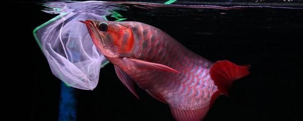 龍魚夜燈有必要嗎：關(guān)于龍魚夜燈的問(wèn)題 水族問(wèn)答 第2張