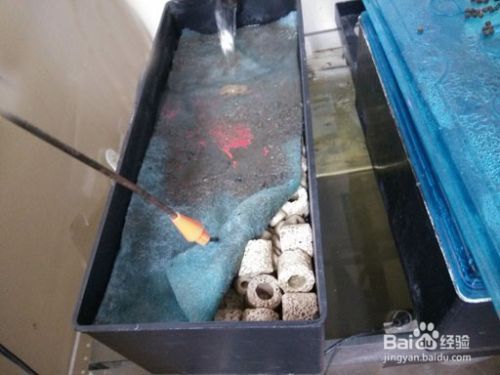 水族箱過(guò)濾棉的更換周期：水族箱過(guò)濾棉材質(zhì)選擇指南,如何判斷過(guò)濾棉密度是否合適 其他寵物 第1張