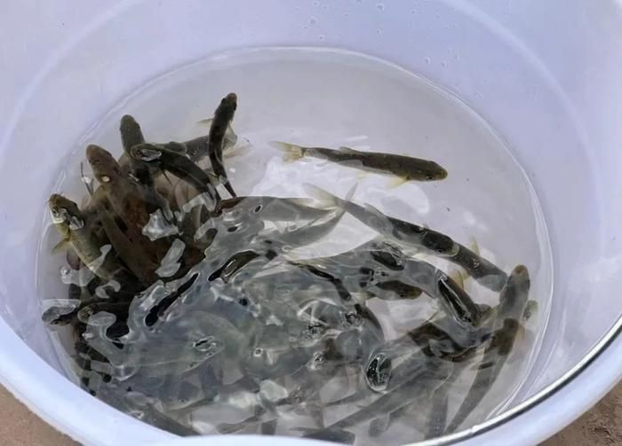 龍魚一次吃多少顆飼料：龍魚多久喂食一次最合適？ 水族問答 第1張