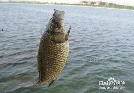 冷藏魚的新鮮度維持技巧：保持冷藏魚的新鮮度的技巧 其他寵物 第2張