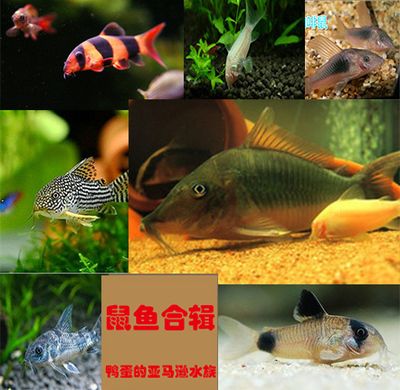 三間鼠魚(yú)飼料用戶(hù)評(píng)價(jià)匯總：三間鼠魚(yú)專(zhuān)用飼料品牌推薦 其他寵物 第4張