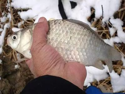 不同水溫對(duì)雪鯽魚影響：不同水溫對(duì)雪鯽魚的影響 其他寵物 第2張