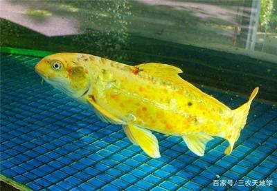 魚(yú)類(lèi)繁殖行為的觀察方法：魚(yú)類(lèi)繁殖行為的觀察 其他寵物 第3張