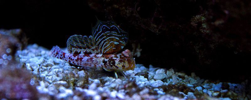 魚(yú)類(lèi)繁殖行為的觀察方法：魚(yú)類(lèi)繁殖行為的觀察 其他寵物 第1張