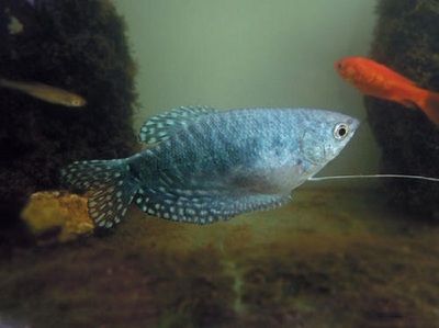 魚(yú)類(lèi)繁殖行為的觀察方法：魚(yú)類(lèi)繁殖行為的觀察 其他寵物 第4張