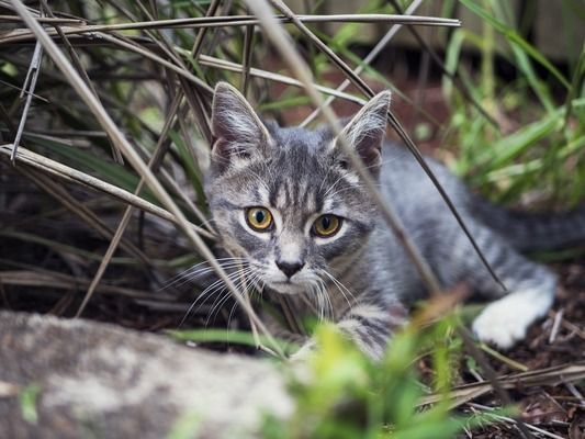 斑馬鴨嘴魚飼料添加劑選擇：斑馬鴨嘴魚飼料添加劑時需要綜合考慮添加劑的種類和用量