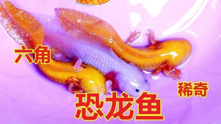 六角恐龍魚萌圖：六角恐龍魚的飼養(yǎng)技巧 其他寵物 第4張