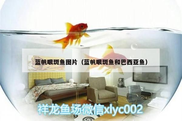 藍(lán)帆眼斑魚繁殖期間的水質(zhì)管理：藍(lán)帆眼斑魚在繁殖期間的水質(zhì)管理 其他寵物 第2張