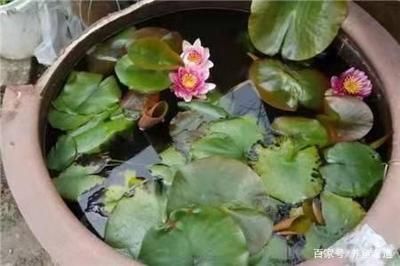 水族箱生態(tài)平衡維護(hù)：如何維護(hù)水族箱生態(tài)平衡 其他寵物 第3張