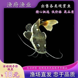 如何挑選健康的招財(cái)貓魚(yú)苗