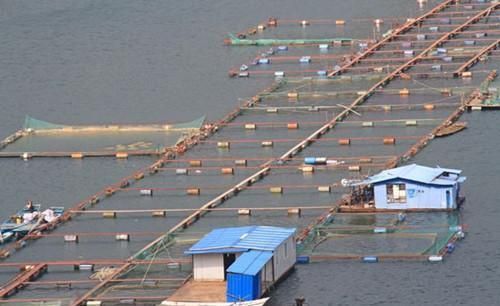 魚飼料存儲常見誤區(qū)：關(guān)于魚飼料存儲的常見誤區(qū)及其解釋 其他寵物 第2張