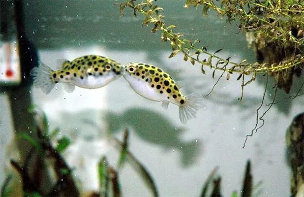 潛水艇魚(yú)飼料適用魚(yú)種介紹：潛水艇魚(yú)飼料品牌推薦