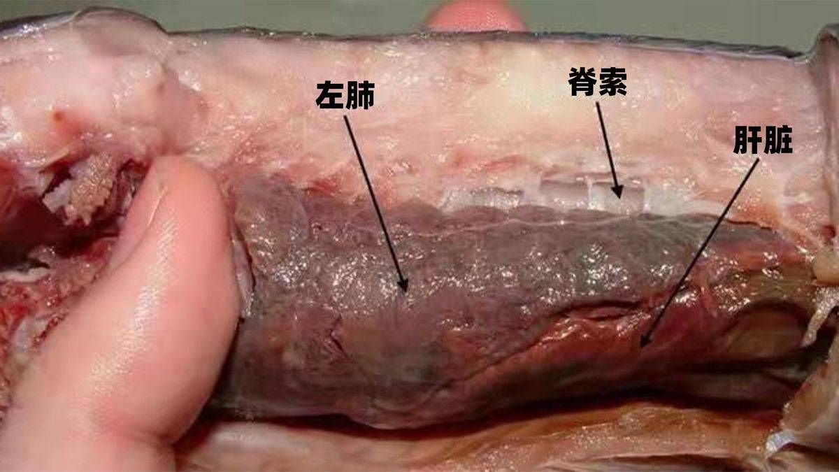 肺魚肺器官的結(jié)構(gòu)特點：肺魚的肺器官結(jié)構(gòu)特點