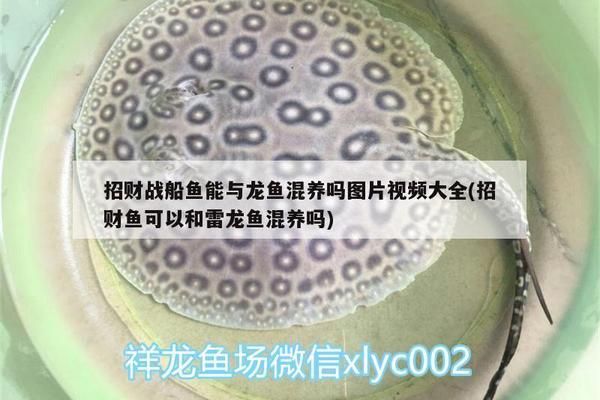 招財(cái)戰(zhàn)船魚繁殖容器布置指南：如何布置招財(cái)戰(zhàn)船魚繁殖容器 其他寵物 第4張