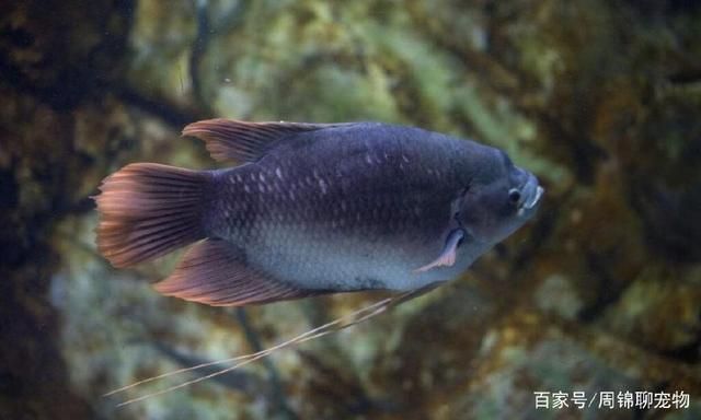 招財戰(zhàn)船魚日常飲食指南：招財戰(zhàn)船魚喂養(yǎng)注意事項 其他寵物 第2張