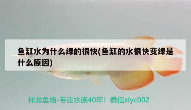 泰龐海鰱魚光照需求研究：泰龐海鰱的光照需求 其他寵物 第3張