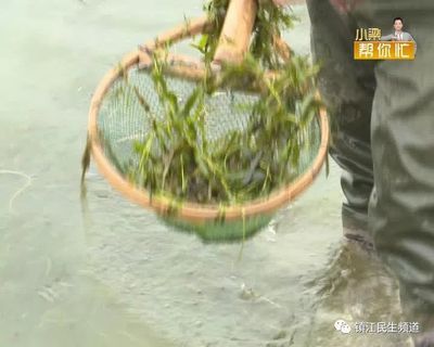 三間鼠魚(yú)水質(zhì)維護(hù)要點(diǎn)：三間鼠魚(yú)對(duì)水質(zhì)有一定的要求 其他寵物 第1張