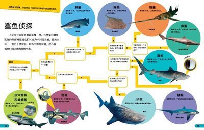 如何判斷鯊魚是否患病：如何判斷鯊魚的健康狀況 其他寵物 第5張