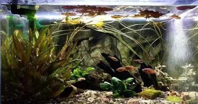 水族箱造景黃金比例與自然美的聯(lián)系：水族箱造景中的黃金比例 其他寵物 第1張